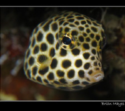 Cute looking and tiny Spotted Trunkfish.  by Brian Mayes 